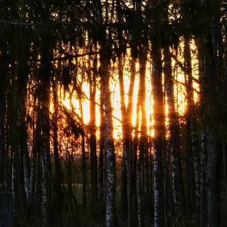 Cisza Nad Jeziorem Dworackim - Mazury Garbate *